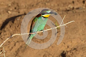 ZolotiÌstaya shchuÌrka Merops apiaster â€” ptitsa iz semeystva shchurkovykh sidit  na vetke i derzhit nasekomogo v klyuve.